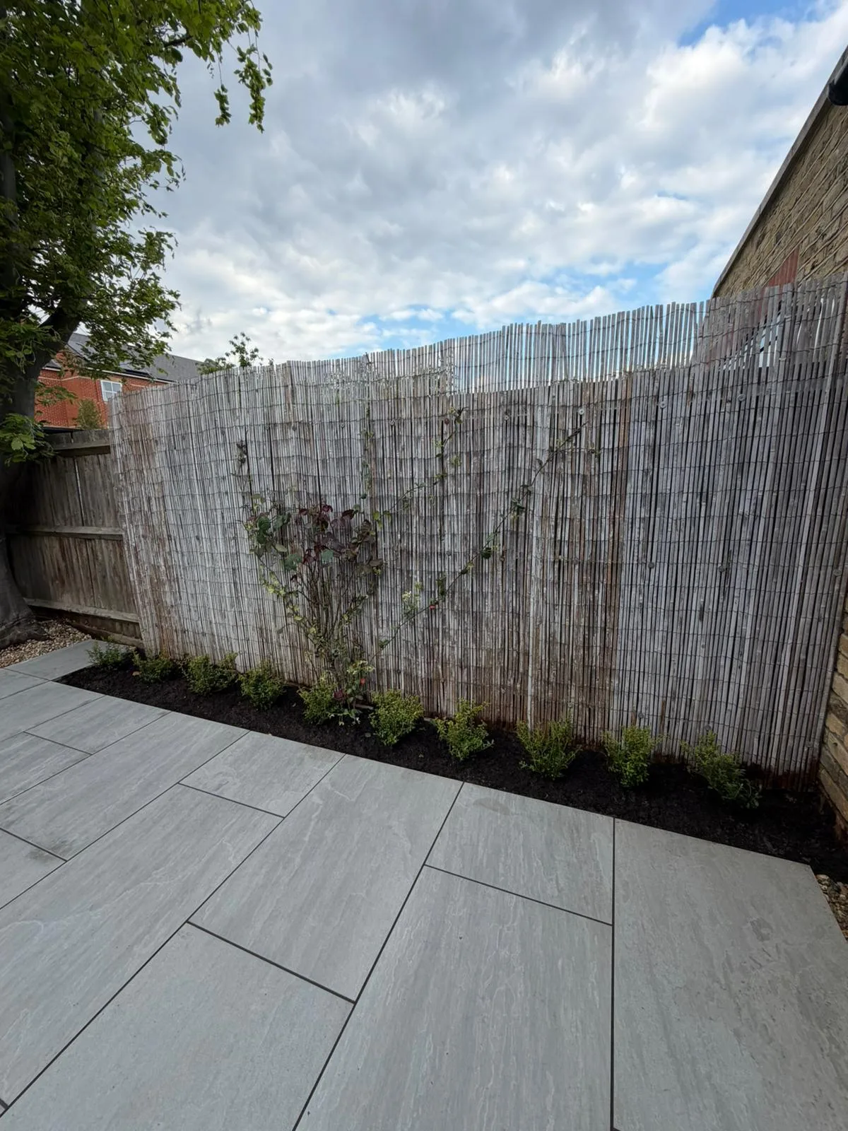 Ilex crenata border planting along fence in Battersea garden